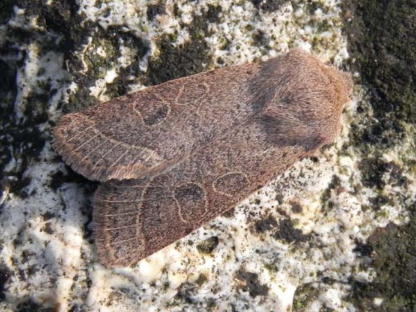 Orthosia cerasi, Verneuil-sur-Seine (Yvelines), 5 mars 2011.