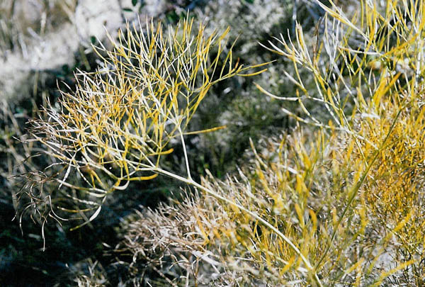 Peucedanum officinale