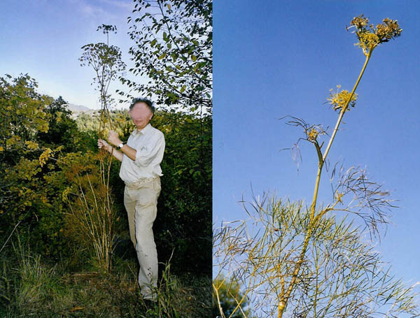 Peucedanum officinale