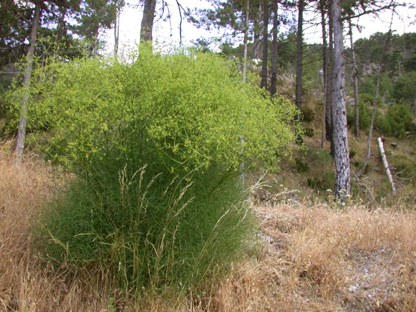 Peucedanum paniculatum