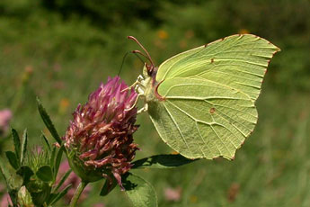 Gonepteryx_rhamni (© Philippe Mothiron)