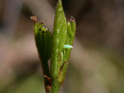 Gonepteryx_rhamni (© Philippe Mothiron)