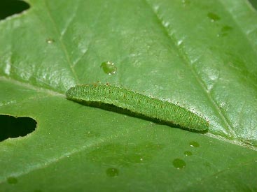 Gonepteryx_rhamni (© Philippe Mothiron)