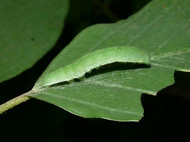 Gonepteryx_rhamni (© Philippe Mothiron)