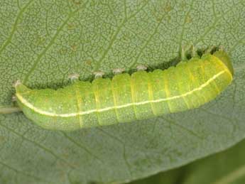  Chenille de Eutelia adulatrix Hb. - Wolfgang Wagner, www.pyrgus.de