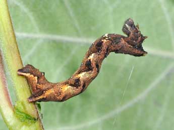  Chenille de Cepphis advenaria Hb. - ©Philippe Mothiron