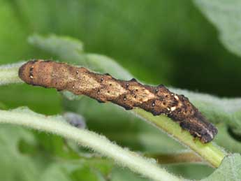  Chenille de Cepphis advenaria Hb. - ©Philippe Mothiron