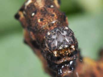  Chenille de Cepphis advenaria Hb. - ©Philippe Mothiron