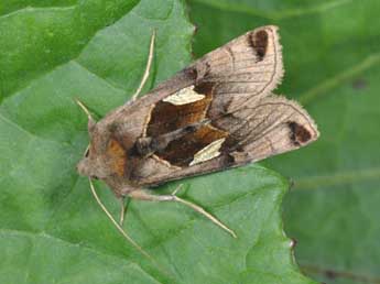 Autographa aemula D. & S. adulte - ©Philippe Mothiron