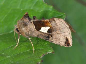 Autographa aemula D. & S. adulte - ©Philippe Mothiron