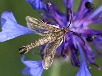 Pyropteron meriaeforme Bsdv. adulte - Daniel Morel