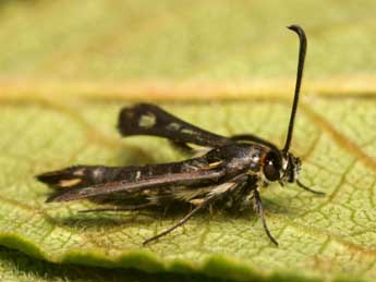 Pyropteron affine Stgr adulte - ©Pierre Gros