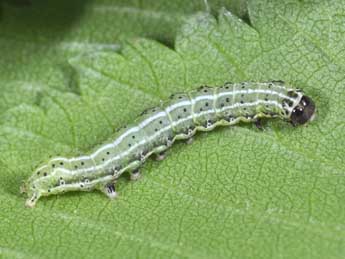  Chenille de Cosmia affinis L. - ©Philippe Mothiron