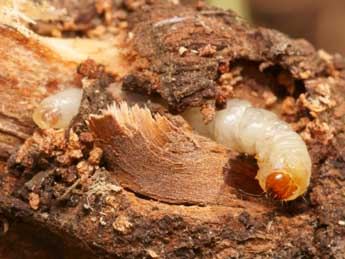  Chenille de Pyropteron affinis Stgr - ©Pierre Gros