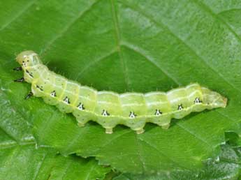  Chenille de Cosmia affinis L. - ©Philippe Mothiron