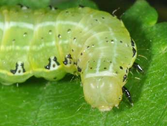  Chenille de Cosmia affinis L. - Philippe Mothiron