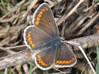 Aricia agestis D. & S. adulte - Philippe Mothiron