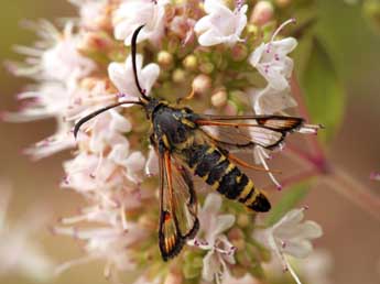 Bembecia scopigera Scop. adulte - ©Daniel Morel