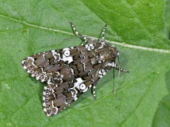 Hadena albimacula Bkh. adulte - Philippe Mothiron