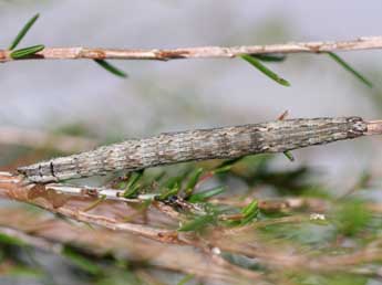  Chenille de Dysgonia algira L. - ©Emmanuel Ruiz