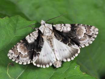 Acronicta alni L. adulte - Philippe Mothiron