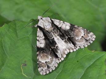 Acronicta alni L. adulte - Philippe Mothiron