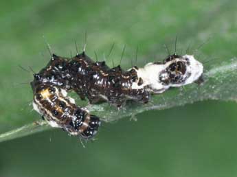  Chenille de Acronicta alni L. - ©Philippe Mothiron