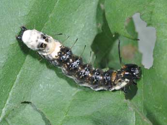  Chenille de Acronicta alni L. - ©Philippe Mothiron