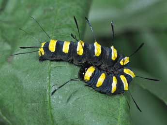  Chenille de Acronicta alni L. - ©Philippe Mothiron