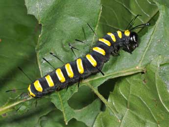  Chenille de Acronicta alni L. - ©Philippe Mothiron