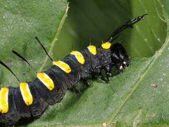  Chenille de Acronicta alni L. - ©Philippe Mothiron