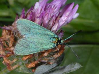 Adscita alpina Alberti adulte - Wolfgang Wagner, www.pyrgus.de