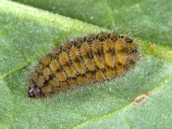  Chenille de Adscita alpina Alberti - Wolfgang Wagner, www.pyrgus.de