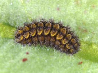  Chenille de Adscita alpina Alberti - ©Wolfgang Wagner, www.pyrgus.de