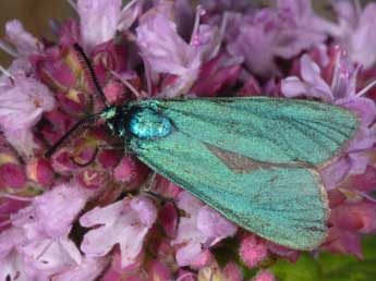 Adscita alpina Alberti adulte - Wolfgang Wagner, www.pyrgus.de