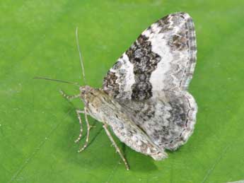 Epirrhoe alternata Mller adulte - Philippe Mothiron