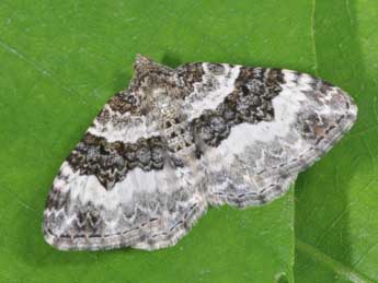 Epirrhoe alternata Mller adulte - Philippe Mothiron