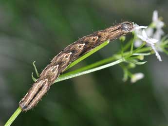  Chenille de Epirrhoe alternata Mller - ©Philippe Mothiron