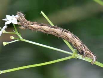  Chenille de Epirrhoe alternata Mller - ©Philippe Mothiron