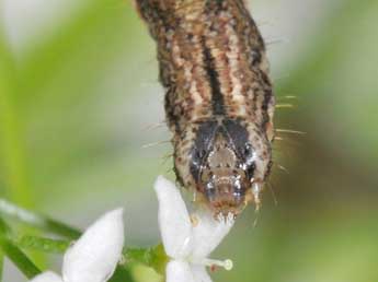  Chenille de Epirrhoe alternata Mller - ©Philippe Mothiron