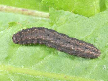  Chenille de Hoplodrina ambigua D. & S. - Philippe Mothiron