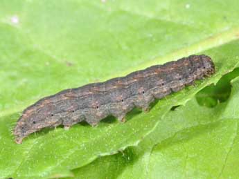  Chenille de Hoplodrina ambigua D. & S. - Philippe Mothiron