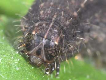  Chenille de Hoplodrina ambigua D. & S. - Philippe Mothiron