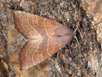 Atethmia ambusta D. & S. adulte - ©Wolfgang Wagner, www.pyrgus.de