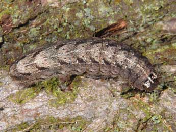  Chenille de Atethmia ambusta D. & S. - ©Wolfgang Wagner, www.pyrgus.de