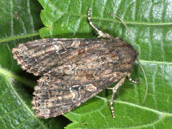 Apamea anceps D. & S. adulte - Philippe Mothiron