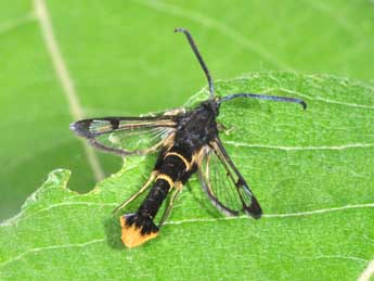 Synanthedon andrenaeformis Lasp. adulte - Philippe Mothiron