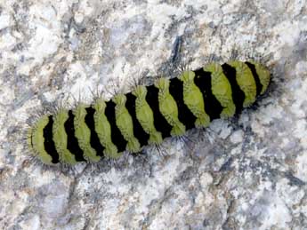  Chenille de Zygaena anthyllidis Bsdv. - ©Jude Lock