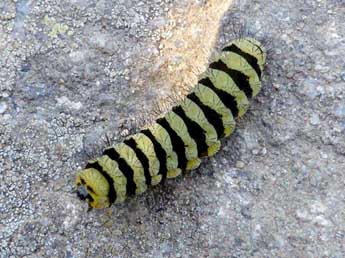  Chenille de Zygaena anthyllidis Bsdv. - Jude Lock