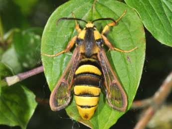 Sesia apiformis Cl. adulte - ©Philippe Mothiron